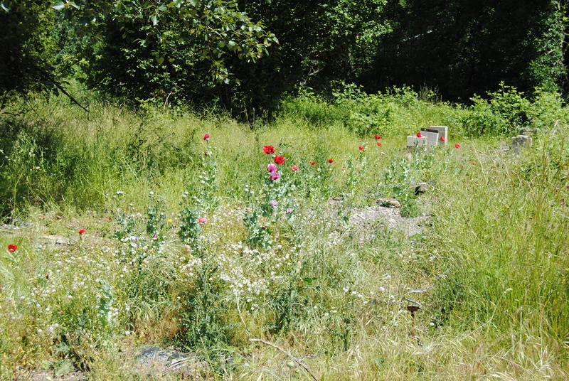 Poppies where the white trailer was.