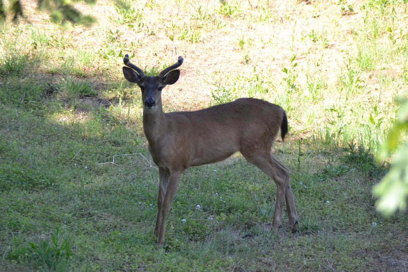 These two deer are the first Lois saw at Rosewold during 2014.