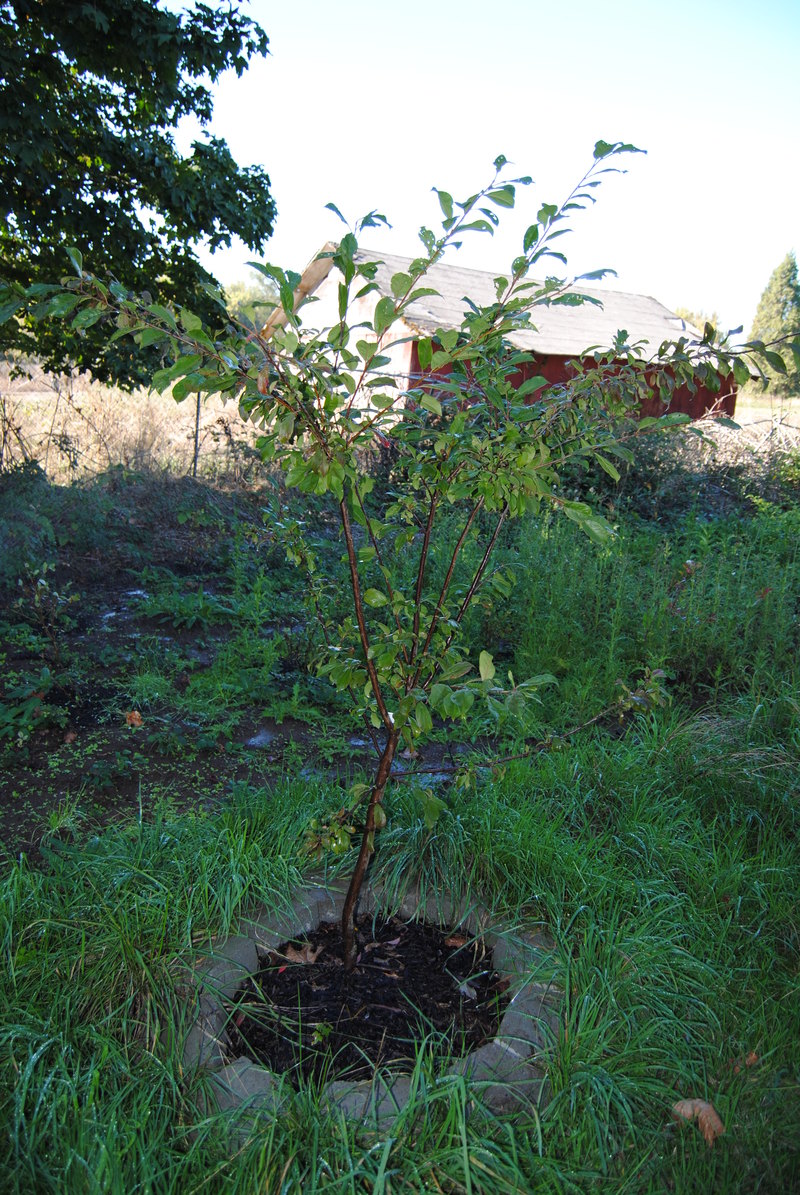 Satsuma plum tree.