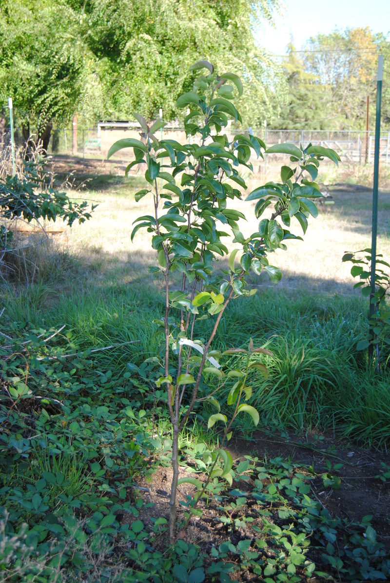 Hosui Asian pear tree.