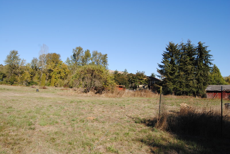 Looking northeast from the fruit tree section of the field.