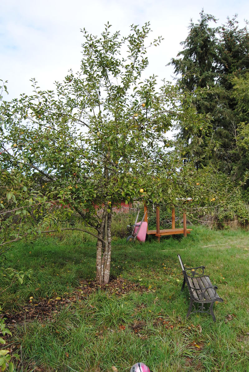 Original picnic area apple tree.