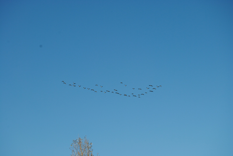 A flock flying south for the winter.