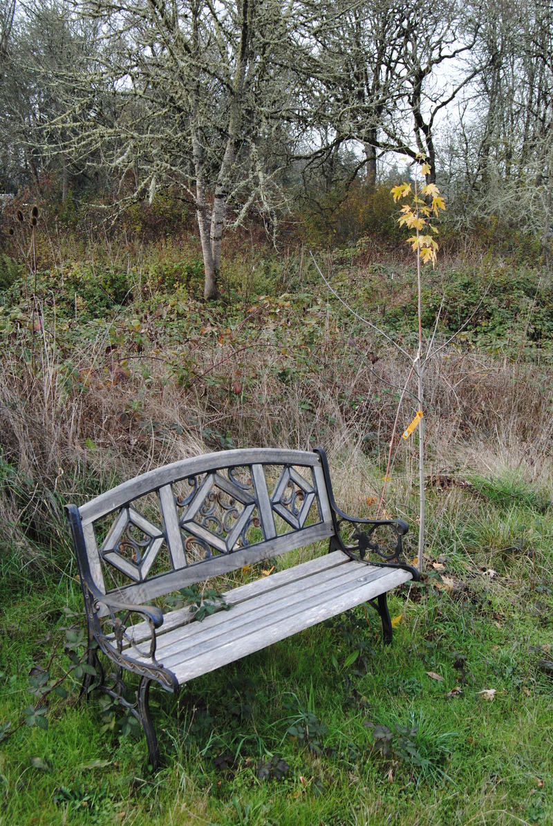 Bench and silver maple tree.