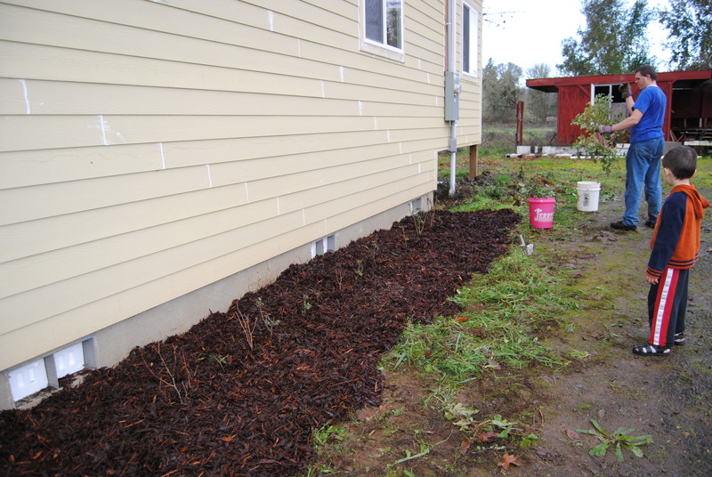 Wood chips along the north side of the addition where the roses are planted.