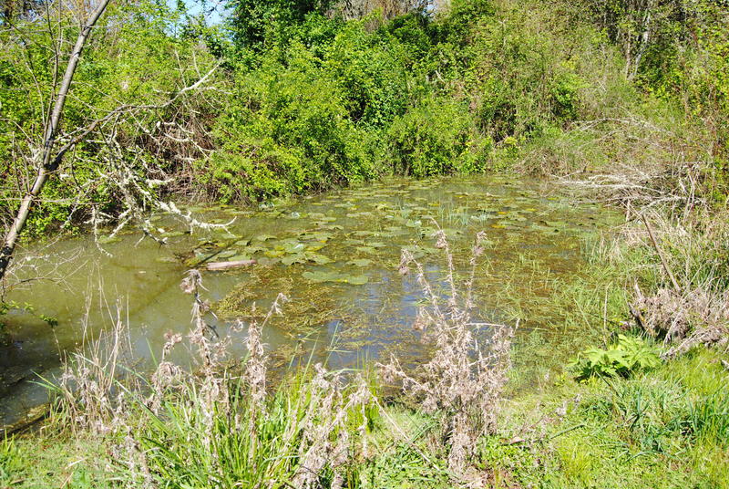 Lily pond.
