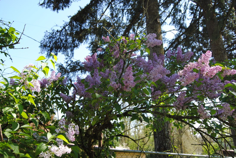 Lilac flowers.