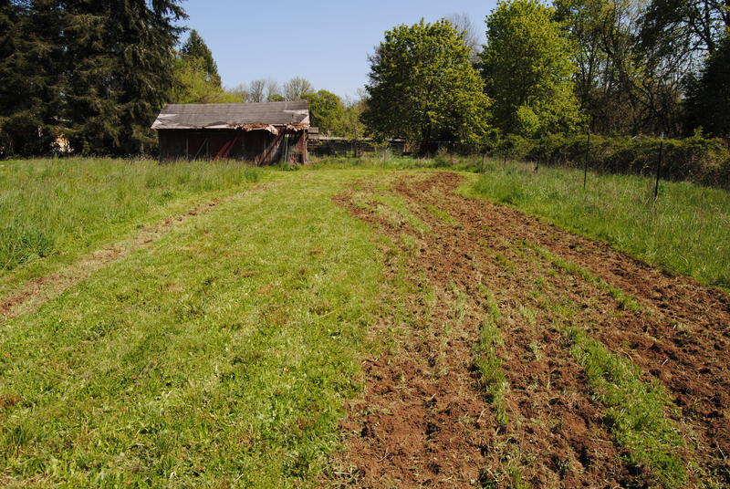 The tilled area.