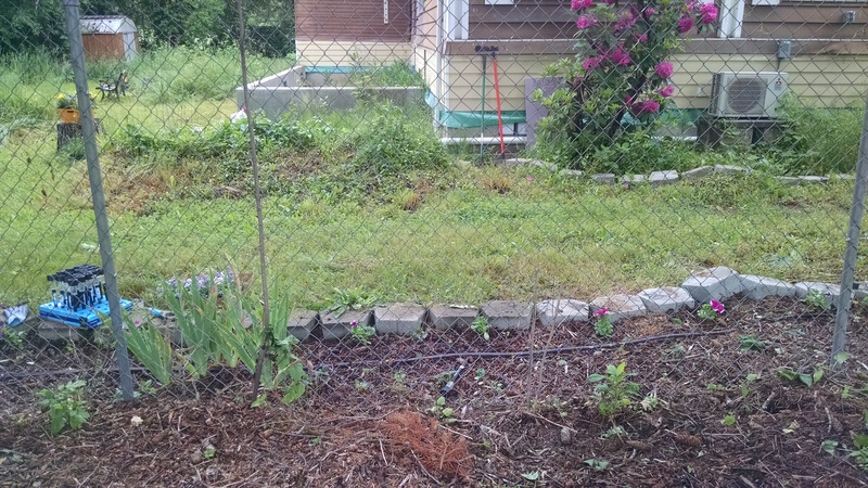 Weeded area with strawberries and petunias inside the East fence.