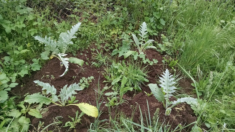 Artichokes that Joseph planted a few weeks ago.