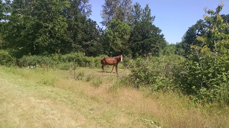 Horse Viewing Area. This horse didn't seem to mind the Brusher. The one yesterday did.