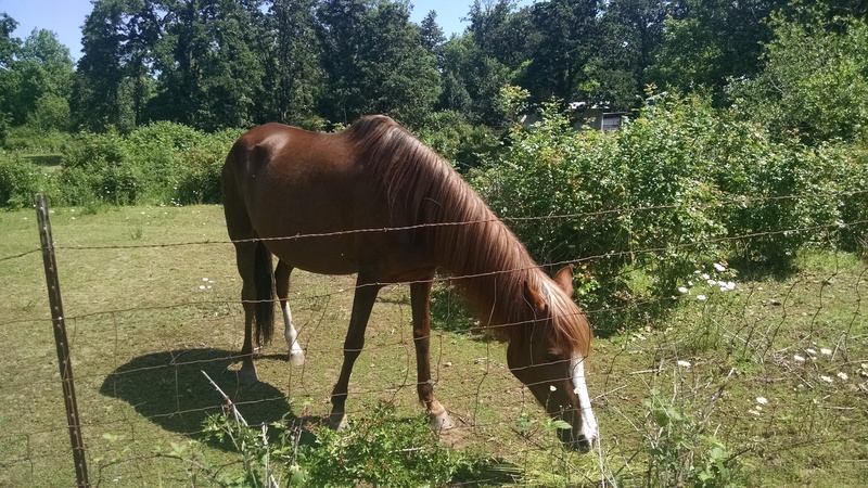 Horse Viewing Area. Willing to eat my grass that I dropped for it.