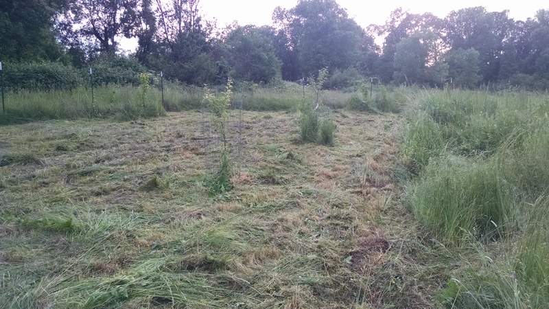 Joseph mowed in the west part of the South Orchard.