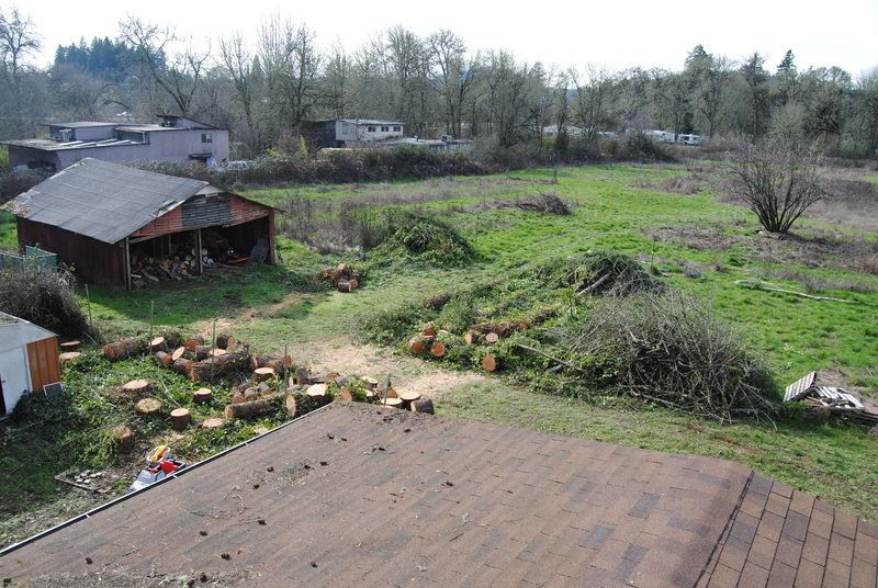 Fir tree area viewed from the roof.