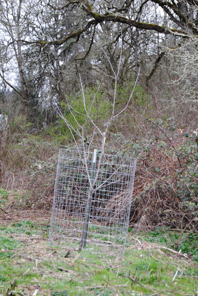 Italian plum tree with new fencing.