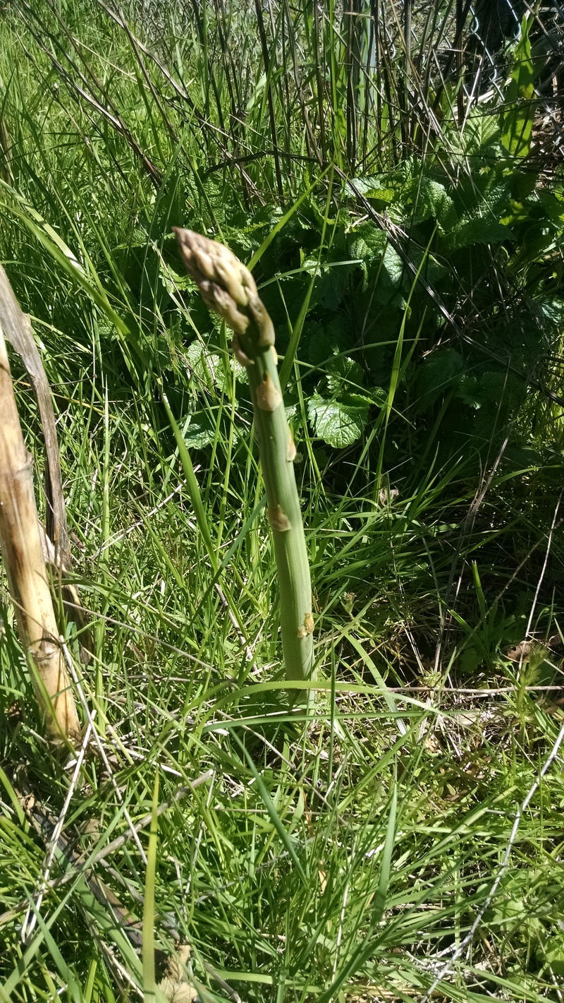 This week I discovered the asparagus growing in the garden. I am not sure when it starts or stops, and not sure how much grows. The past three years we have just let it grow as you are supposed to so that it will develop.