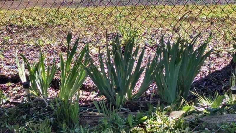 Iris plants are budding.