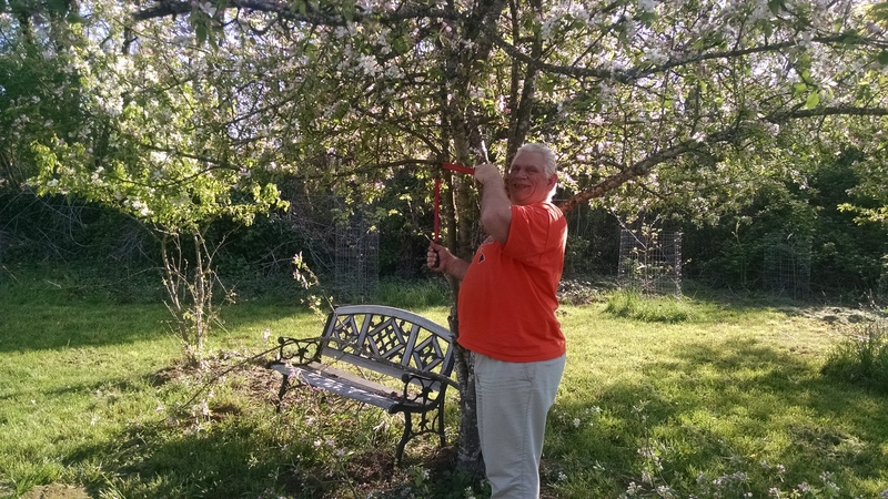 Don is pruning an apple tree so we can walk under it.