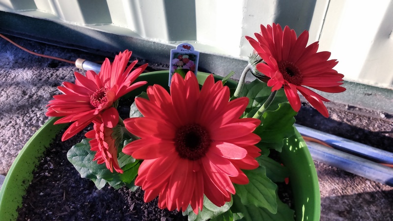 Here are some of the Gerbera that Lois planted.