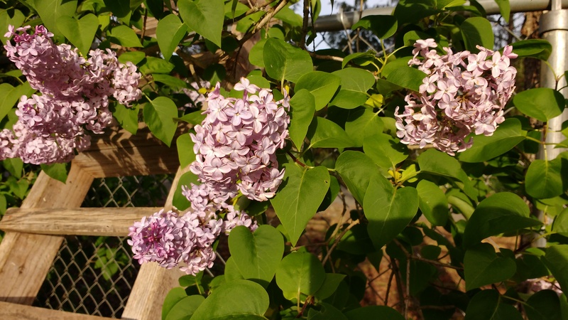 The lilacs are blooming and smell nice.