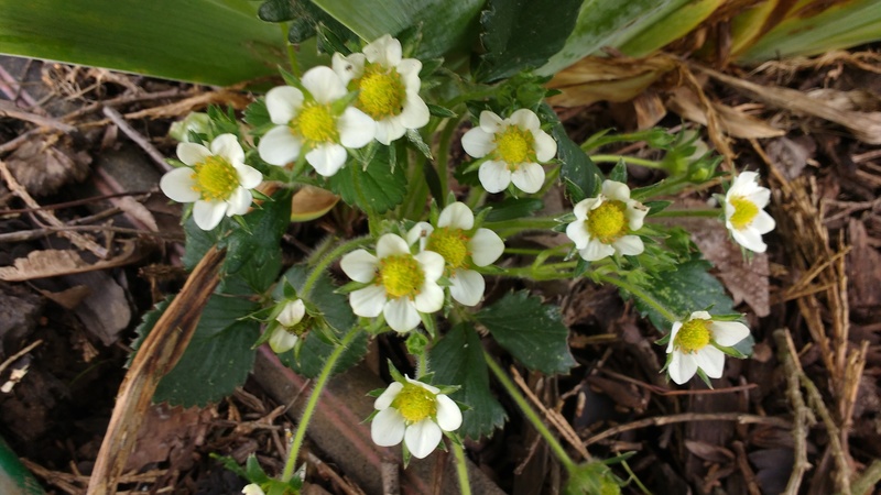 The strawberries are in bloom. Will they survive the deer?