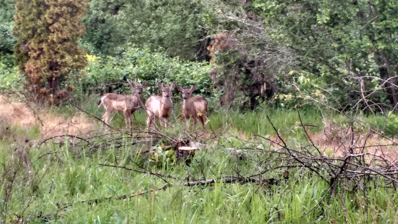 Deer at Rosewold by the Hazel Nut tree.