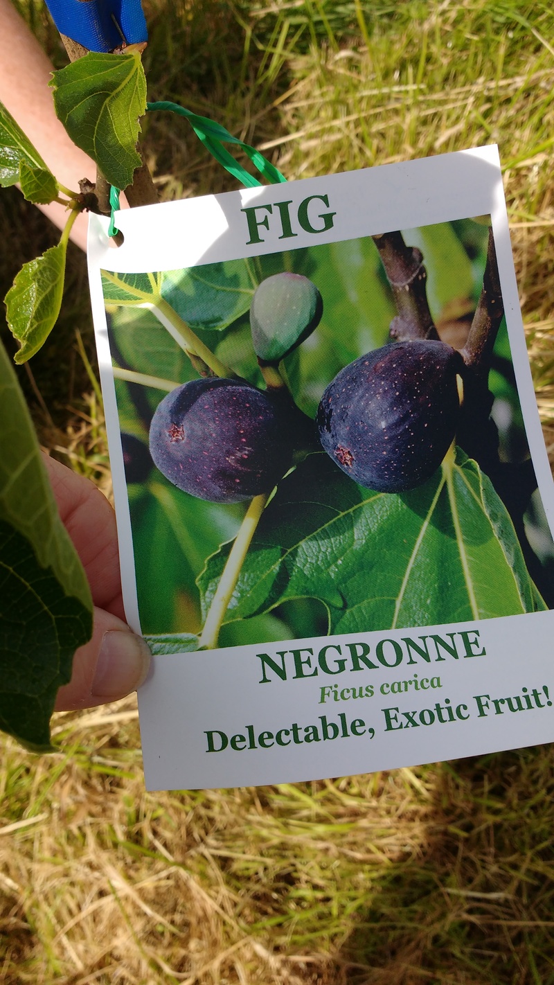 Joseph and Akiko picked out two fig trees.