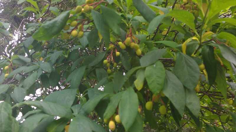 What are these? They look like they are part of the cherry family, but they don't look like cherries, exactly.
