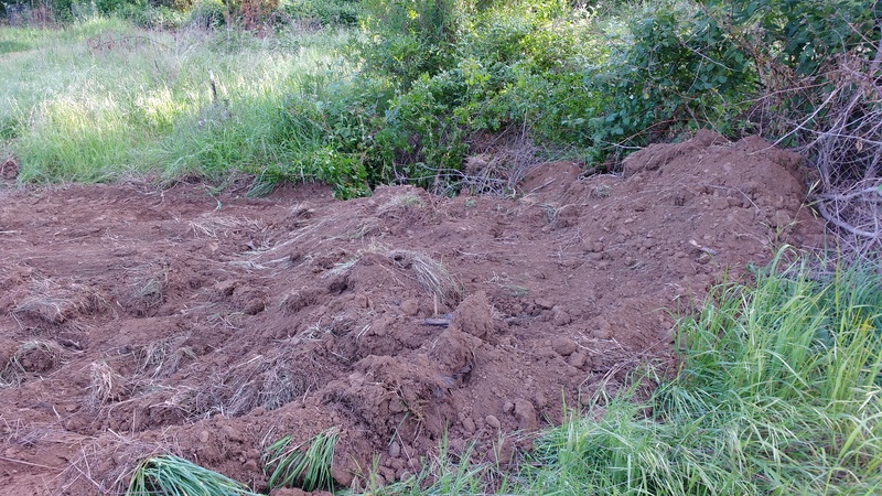 We needed to collapse the oldest septic system and so Joseph smashed it with Goliath the backhoe. It wasn't easy to do even with Goliath. Then he filled it with dirt.