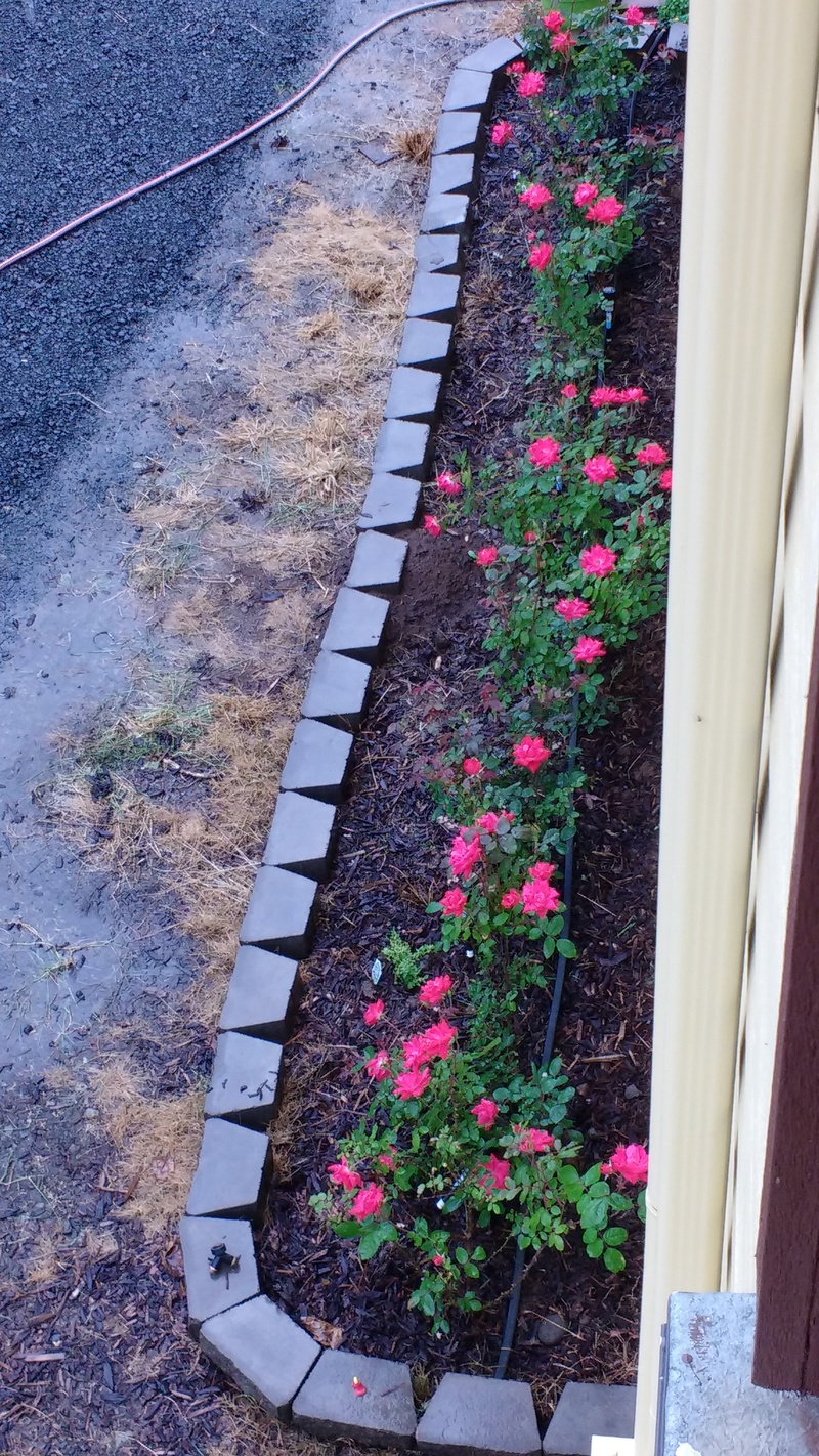 The roses are up and blooming between the driveway and Don's study.This view is from Lois's Balcony.