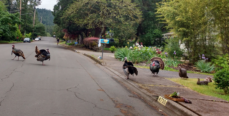 Went to see a friend yesterday and turkeys were in the roadway.