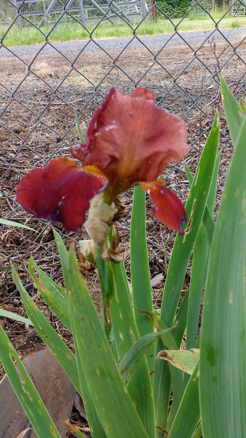 Lois's maroon Gladiolus appeared. Lois thought it had died, so she is happy.