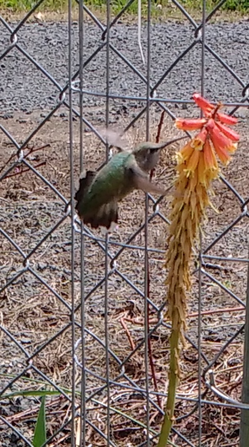 Lois was working in the garden and a hummingbird flew in front of her face. So she got her cell phone out of her pocket and took some pictures.