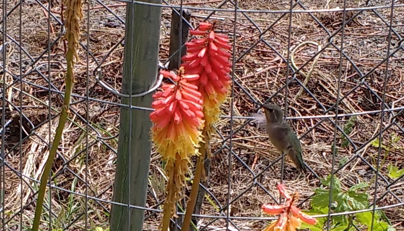 They sure move fast, but it was liking sitting on the grape fence also.