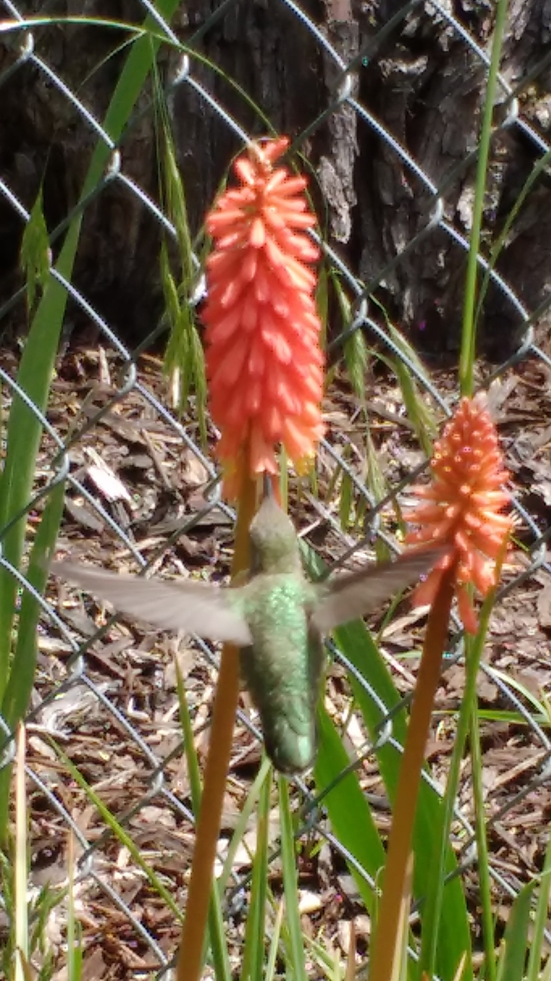Hummingbird from the back.