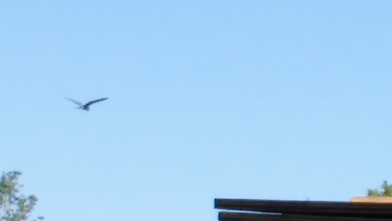 This is a far away shot, but it is a heron flying over Rosewold.