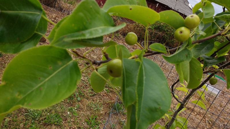 Asian Pear, first year produce
