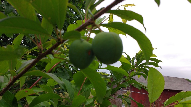 Satsuma plums - first year produce
