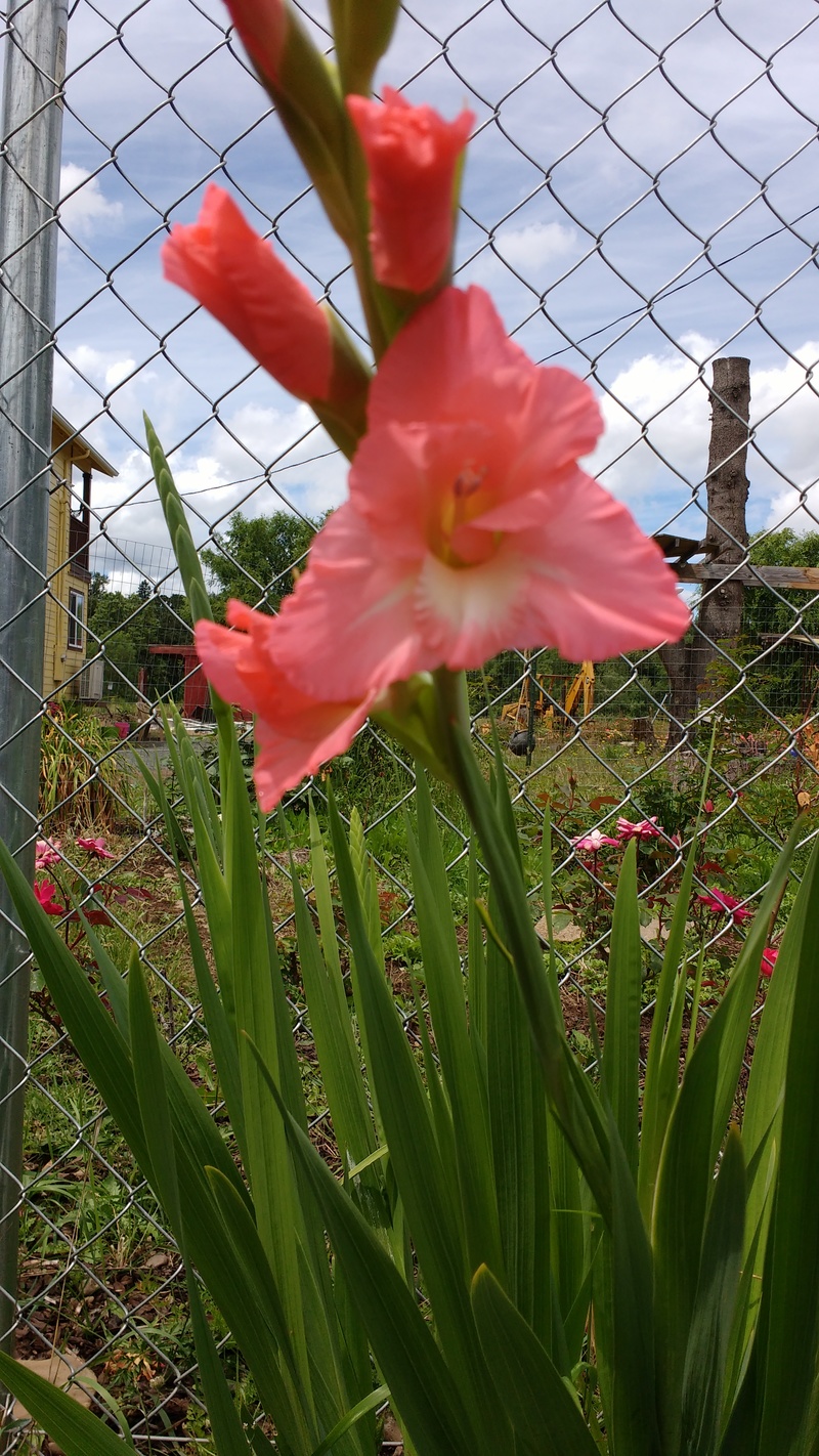 Our first gladiolus of the season bloomed.