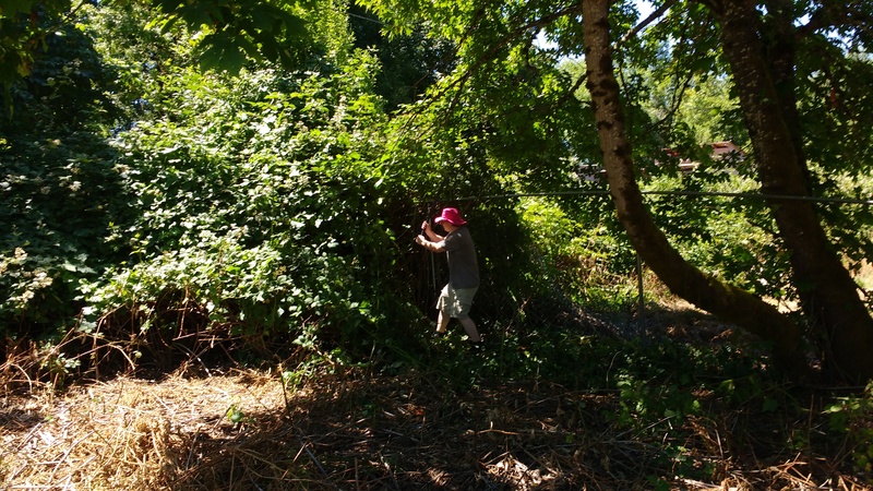 Ben bushwacking the blackberries in the overgrown picnic area.