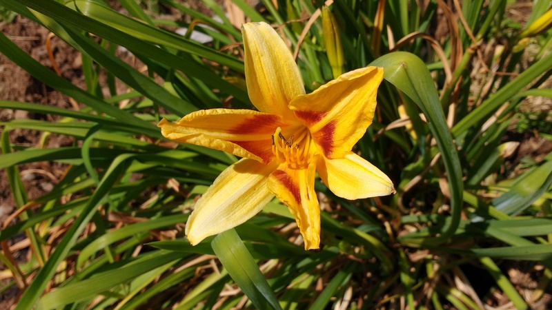 Daylily given us from a neighbor.