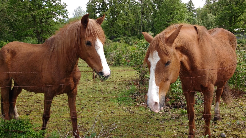 The neighbors had a 26 year old horse die that was born next door. That was sad. I think it might be the one on the right. It is also the mother to some of the other ones.