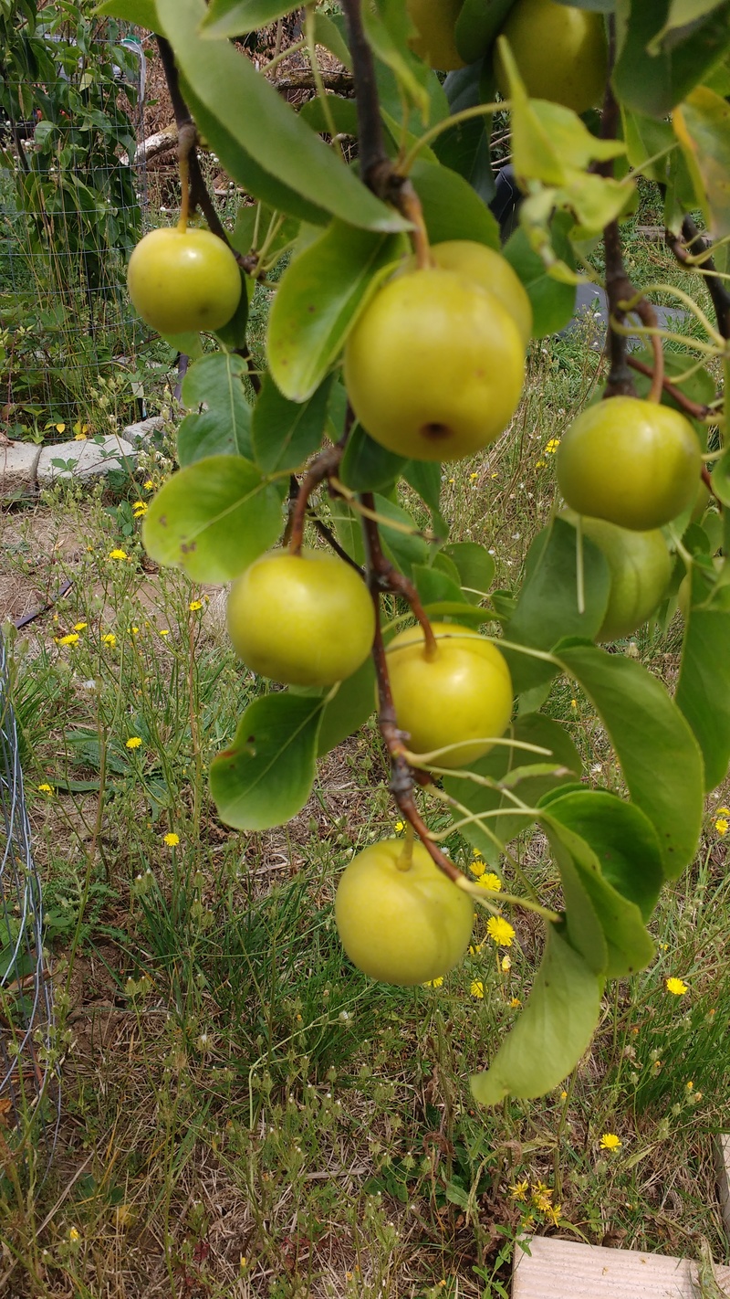One of the Asian Pear trees had a first good crop. I have eaten a couple to see what they tasted like since the deer wanted to eat them. They were still a bit green, but tasted good.