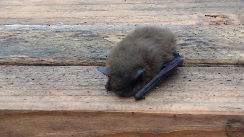 We found a cute little bat on a pile of wood on top of our scaffolding. Notice the hooks on the ends of the wings.