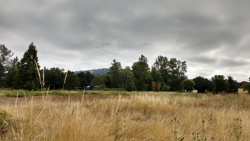 View from the southwest corner of Rosewold. Flocks of birds flying in V formation. See how dry the grasses are.