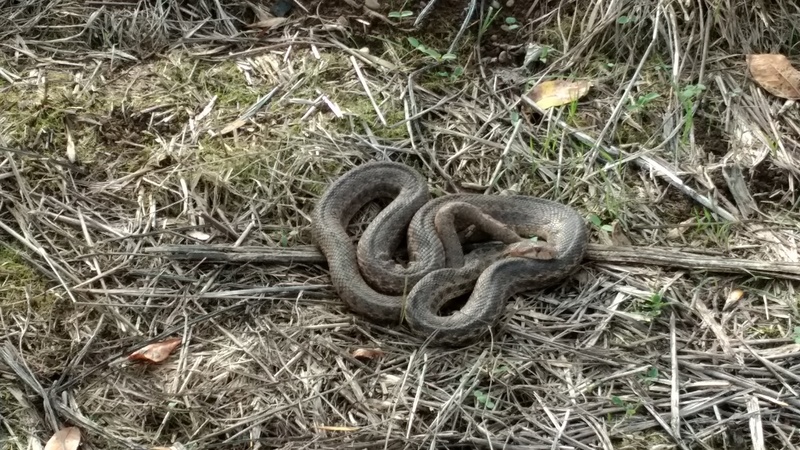 A cold snake. Is it dead or just sleeping?