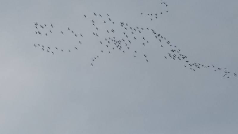 Geese flying crazy.