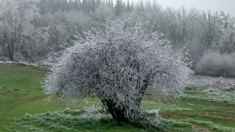 Tree of Life
- Encrusted Elderberry Tree