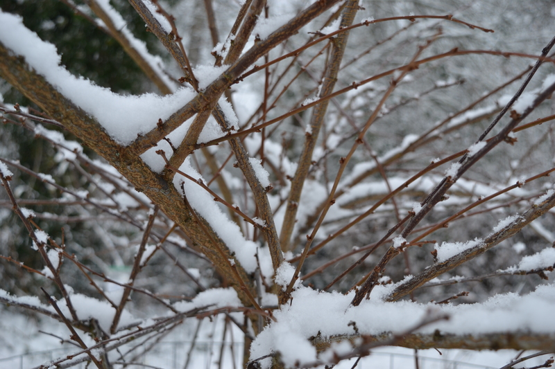 Snow on top of branches.