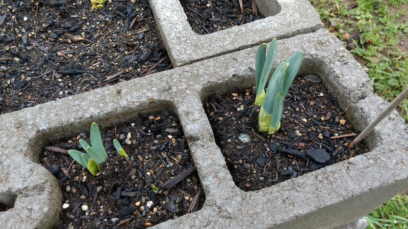 The Daffodils are making progress.